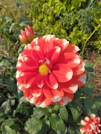 今月のフォトコーナー